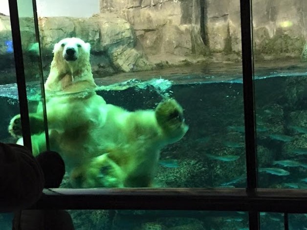 アクアリゾーツ 横浜 八景島シーパラダイス内4つの水族館 コドモト まちの子育て情報サイト アクアリゾーツ 横浜 八景島シーパラダイス内4つの水族館 コドモト まちの子育て情報サイト
